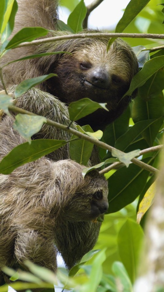 Optout preferences BioSur Foundation Costa Rica